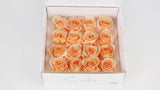 Stabilisierte Rosen 1 cm - 16 Stück - Pfirsich - Si-nature