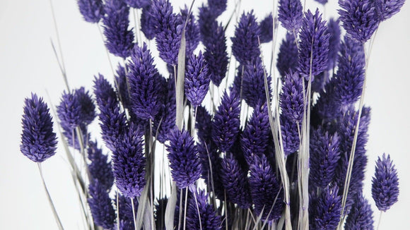 Phalaris dried - 1 bunch - Dark purple