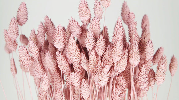 Dried phalaris - 1 bunch - Powder pink