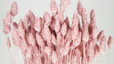 Dried phalaris - 1 bunch - Powder pink