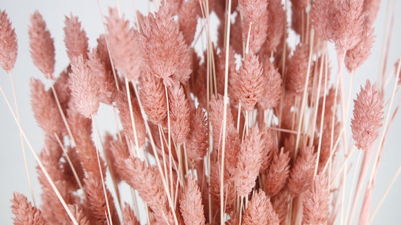 Dried phalaris - 1 bunch - Old pink