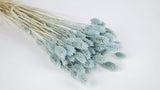 Dried phalaris - 1 bunch - Blue grey