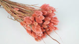 Phalaris getrocknet - 1 Bund - Vintage rosa - Si-nature