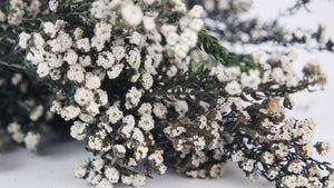 Phylica preserved - 1 bunch - Natural colour white