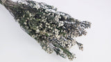 Phylica preserved - 1 bunch - Natural colour white
