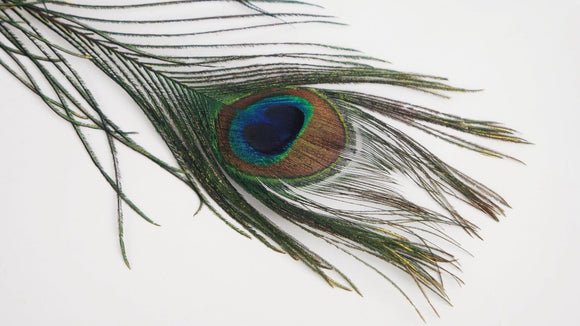 Peacock Feathers Eyes 115 cm - 3 pieces - Natural