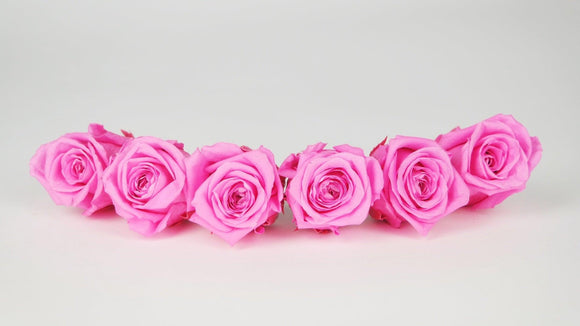 Preserved roses 4,5 cm - 6 rose heads - Pink