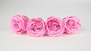 Stabilisierte Rosen 5,5 cm - 4 Stück - Rosa - Si-nature