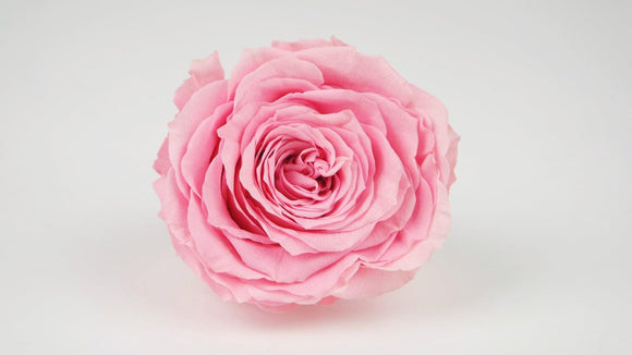 Preserved rose 8 cm - 1 rose head - Pink
