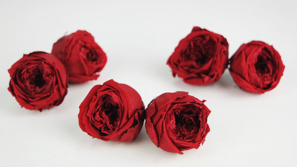 Preserved englisch roses 4 cm - 6 rose heads - Red