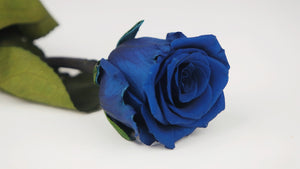 Preserved rose on stem 25 cm - 1 stem - Sapphire blue