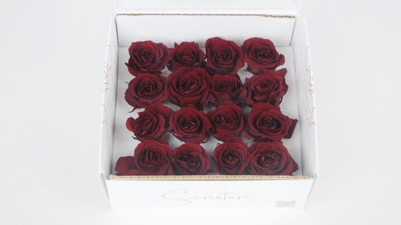 Stabilisierte Rosen 1 cm - 16 Stück - Rot - Si-nature