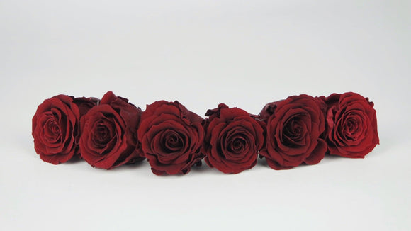 Preserved roses 4,5 cm - 6 rose heads - Red