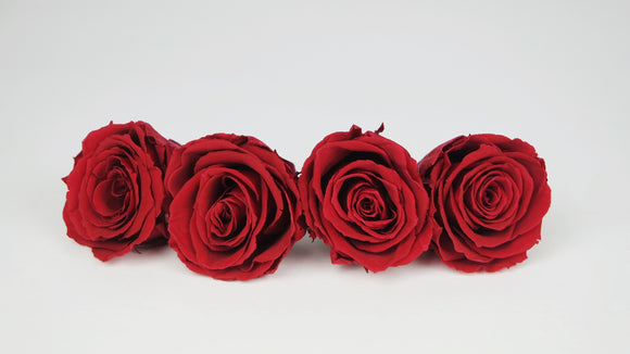 Preserved roses 5,5 cm - 4 rose heads - Red