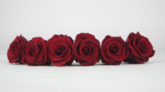 Stabilisierte Rosen 6,5 cm - 6 Stück - Rot - Si-nature