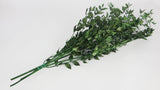 Preserved ruscus - 1 bunch - Green