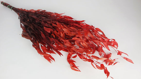 Preserved ruscus italian - 1 bunch - Cherry red