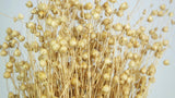 Dried flax - 1 bunch - Natural colour