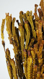 Mediterranean Hebe preserved - 1 bunch - Saffron yellow