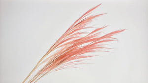 Broom Grass - 1 bunch - Vintage pink