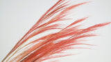 Broom Grass - 1 bunch - Vintage pink