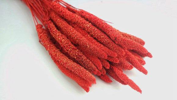 Dried Setarea - 1 bunch - Red