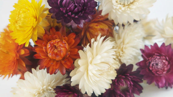 Dried strawflowers - 1 bunch - Natural colour rainbow