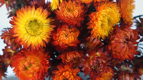 Dried strawflowers - 1 bunch - Natural colour flame