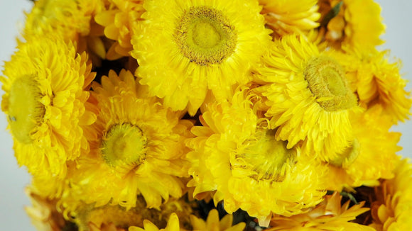 Dried strawflowers - 1 bunch - Natural Colour Yellow
