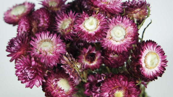Dried strawflowers - 1 bunch - Purple