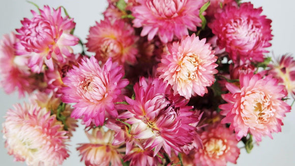 Dried strawflowers - 1 bunch - Natural colour pink