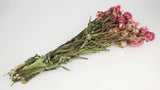 Strohblumen - 1 Strauß - Naturfarbe rosa - Si-nature