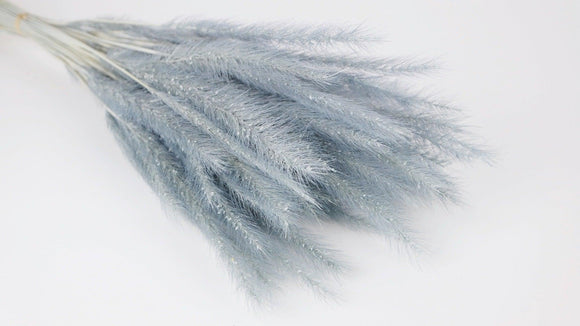 Tail Grass - 1 Bunch - Blue grey