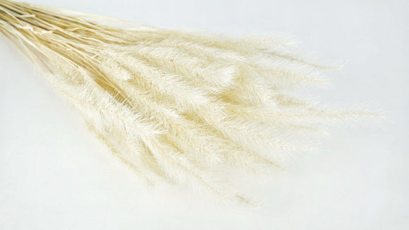Tail Grass - 1 Bunch - Ivory