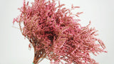 Dried tatarica - 1 bunch - Pink