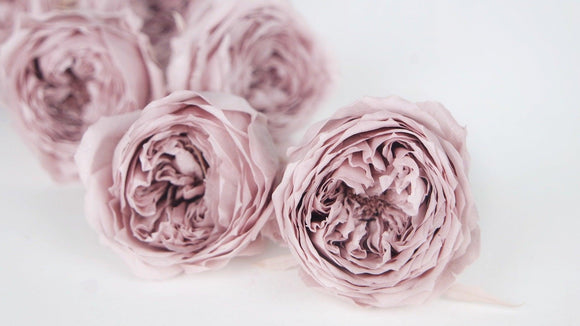 English roses preserved Temari Earth Matters - 8 heads - Misty rose 241