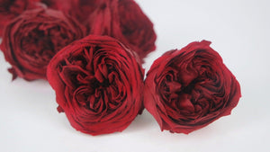 Roses anglaises stabilisées Temari Earth Matters - 8 têtes - Wine red 471