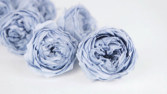 English roses preserved Temari Earth Matters - 8 heads - Dusty blue 631
