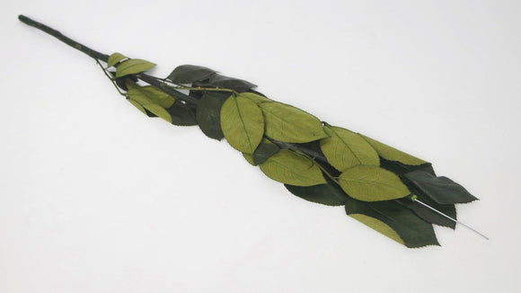 Preserved rose stem 50 cm with sepals - 6 stems - Green