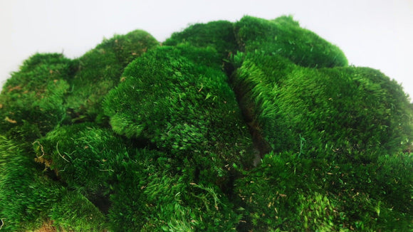 Preserved Moss Velvet - box - Green