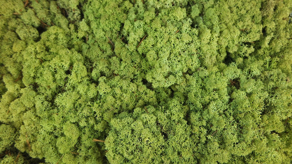 Lichen stabilisé - 500 g - Vert vintage