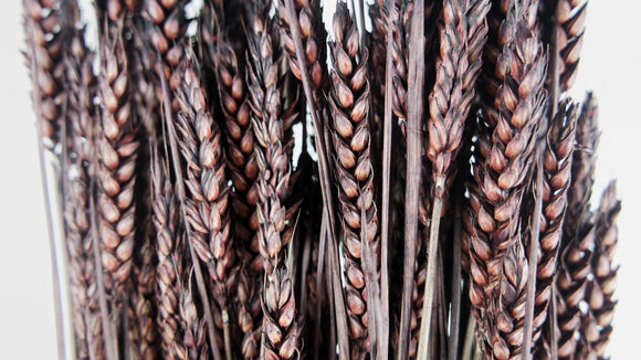 Dried wheat - 1 bunch - Deep brown