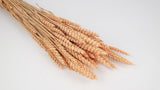 Dried wheat - 1 bunch - Peach