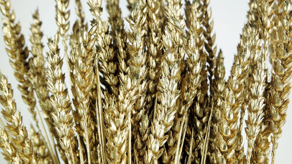 Dried wheat - 1 bunch - Gold