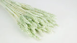 Weizen getrocknet - 1 Bund - Minze - Si-nature