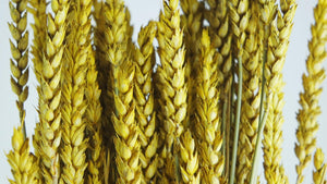 Weizen getrocknet - 1 Bund - Safrangelb - Si-nature