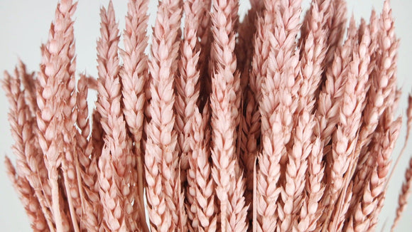 Dried wheat - 1 bunch - Old pink